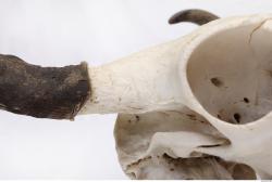 Photo Textures of Skull Antler